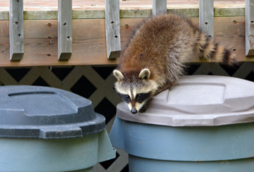 Empêcher les animaux nuisibles d’envahir le chalet