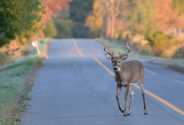 Comment éviter une collision avec un animal et quoi faire lorsqu’il est trop tard